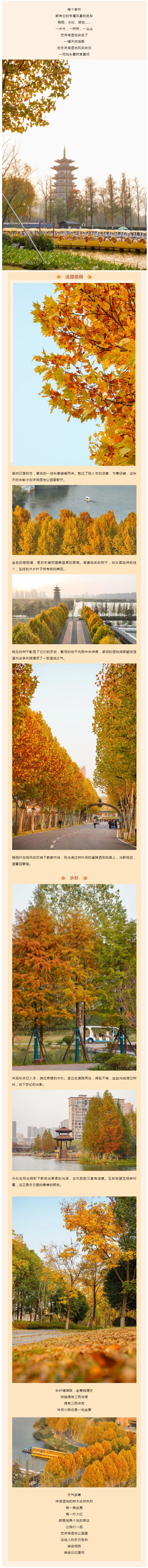 初冬凉、树叶黄 __ 将油画般的洋湖湿地装进相册.png